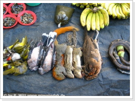 Vögel, Mäuse, Schlangen und Insekten